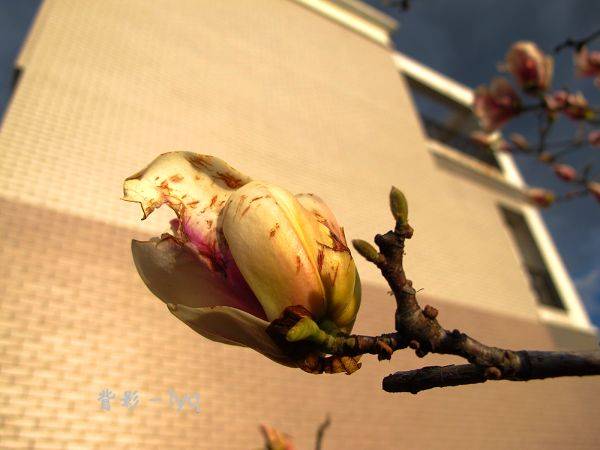 冬天开的花图 描写春夏秋冬四季花的古诗 冬天